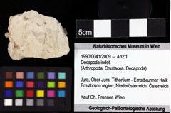 Foto (Objket + Etiketten) von Decapoda indet. 